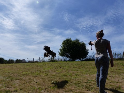 formation fauconnerie